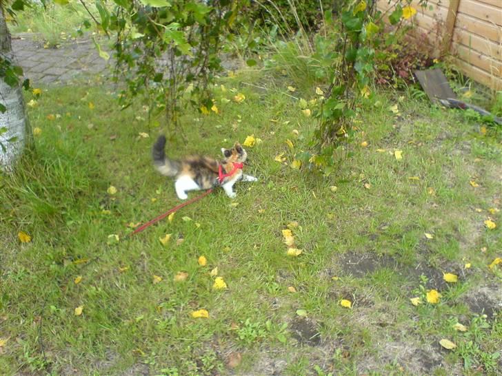 Maine Coon MissYa 03.05. - Et ´hængetræ´ kan man vel godt lege med, når det blæser :p billede 16