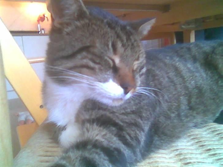 Huskat Buller<3 billede 1