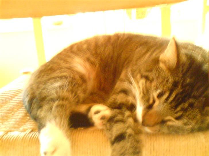 Huskat Buller<3 billede 2