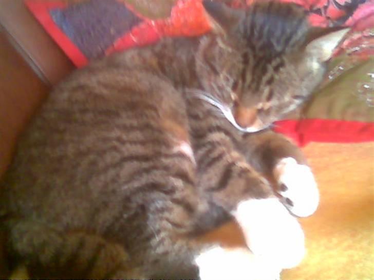 Huskat Buller<3 billede 3