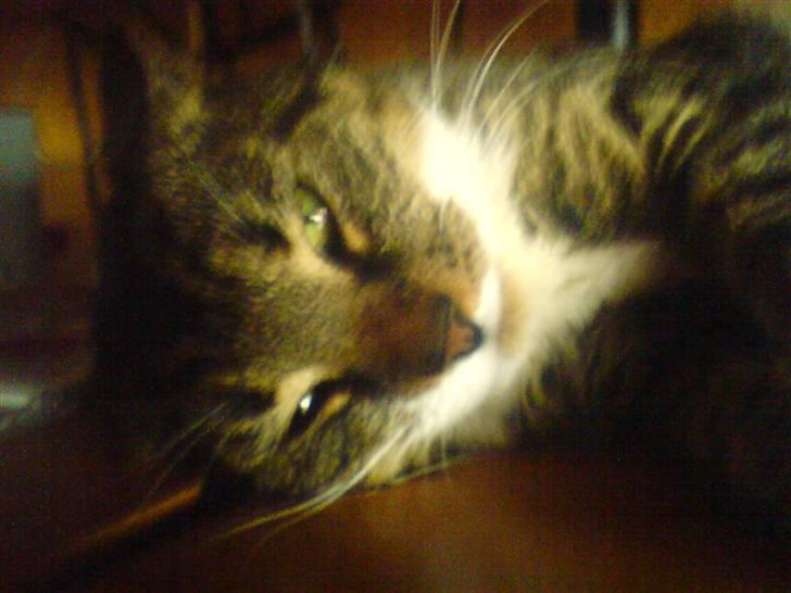 Huskat Buller<3 billede 4