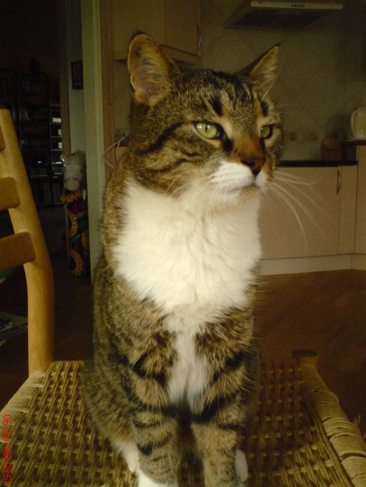 Huskat Buller<3 billede 5