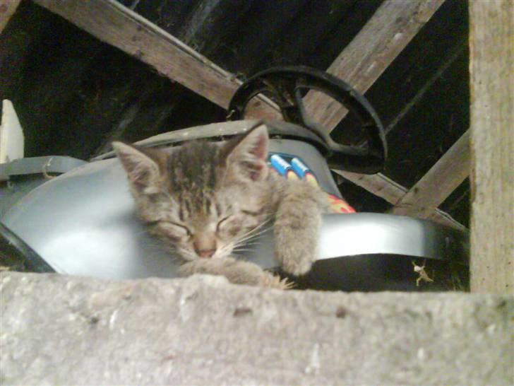 Blanding af racer magnus - savnet ;'( - hih man ligger godt i jeanne´s kælk :o) billede 19