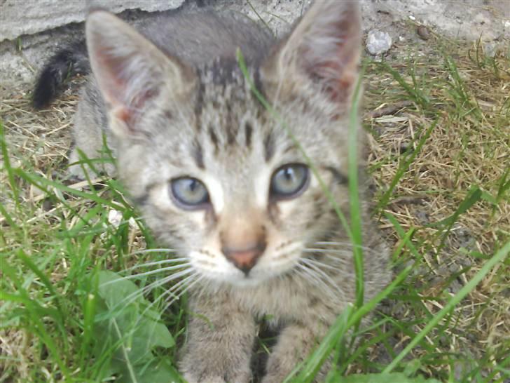 Blanding af racer magnus - savnet ;'( - han er squ dejlig <´3333 billede 20