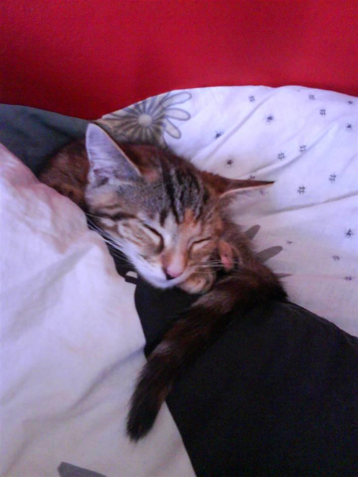 Blanding af racer Sommer *RIP* - lille og uskyldig O:) billede 9