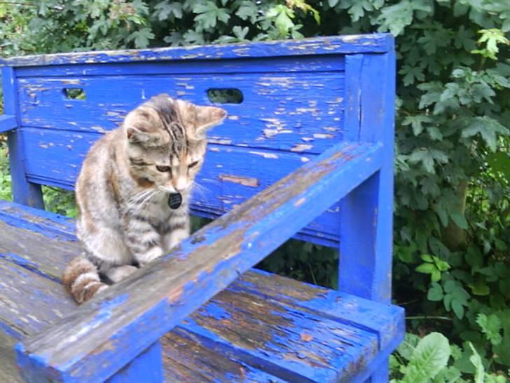 Blanding af racer Sommer *RIP* billede 10