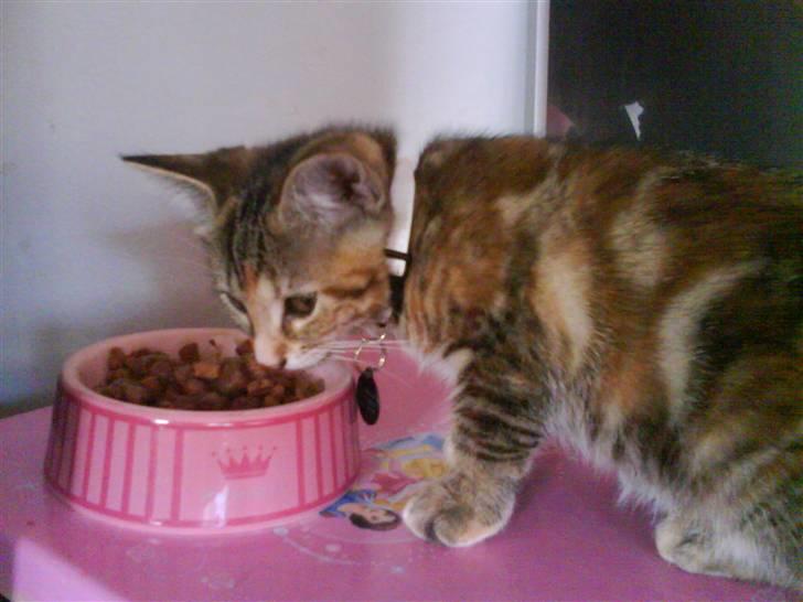 Blanding af racer Sommer *RIP* - min fine madskål (princess)... billede 11