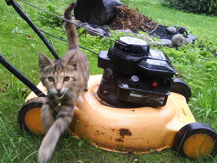 Blanding af racer Sommer *RIP* billede 12