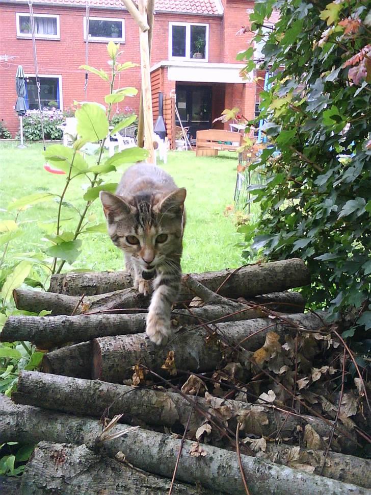 Blanding af racer Sommer *RIP* billede 13