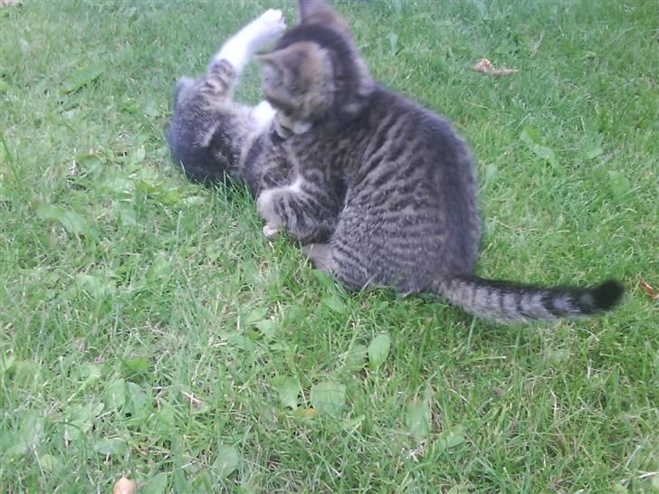 Blanding af racer fru jørnsen - savnet :'S - mig og joey leger <´3333 billede 18