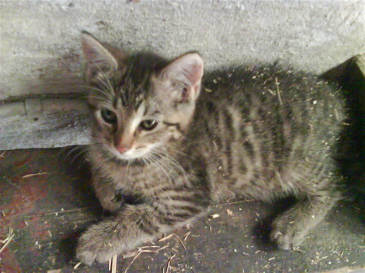 Blanding af racer fru jørnsen - savnet :'S billede 19