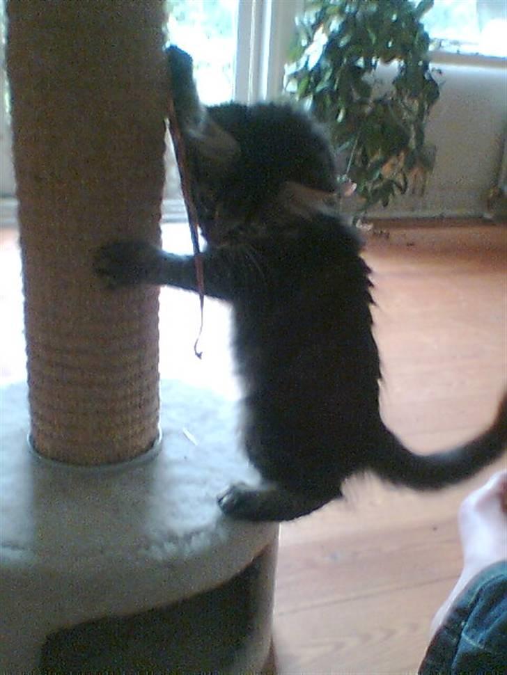 Blanding af racer Kong Arthur billede 10