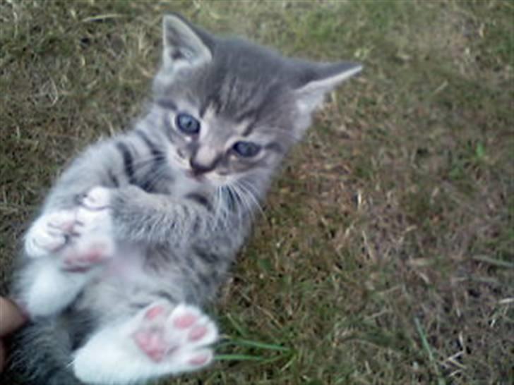 Huskat kinkey billede 1