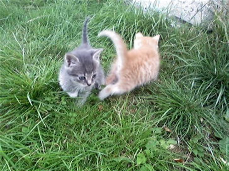 Huskat kinkey billede 2