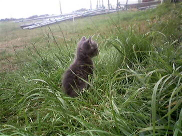 Huskat kinkey billede 3