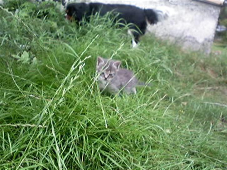 Huskat kinkey billede 4