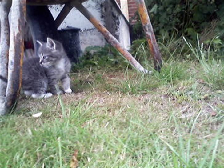 Huskat kinkey billede 5