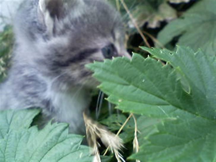 Huskat kinkey billede 6