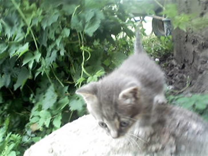 Huskat kinkey billede 7