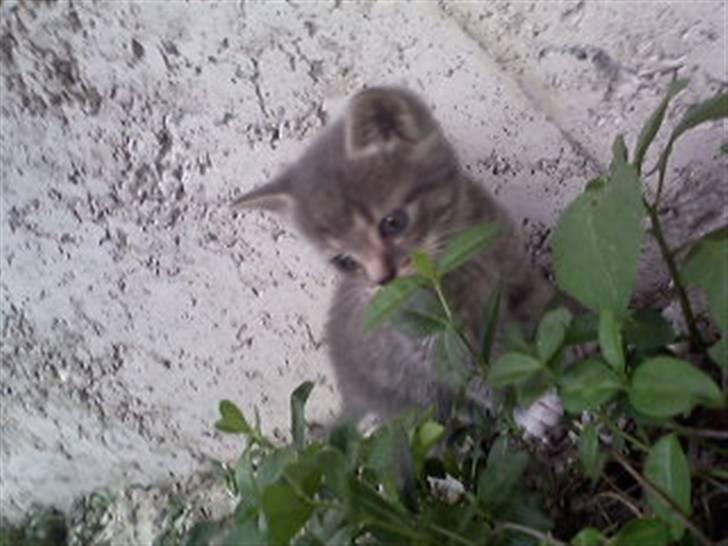 Huskat kinkey billede 8