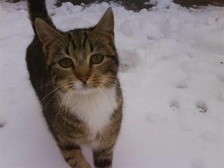 Blanding af racer frøken joey R.I.P. :'( billede 17