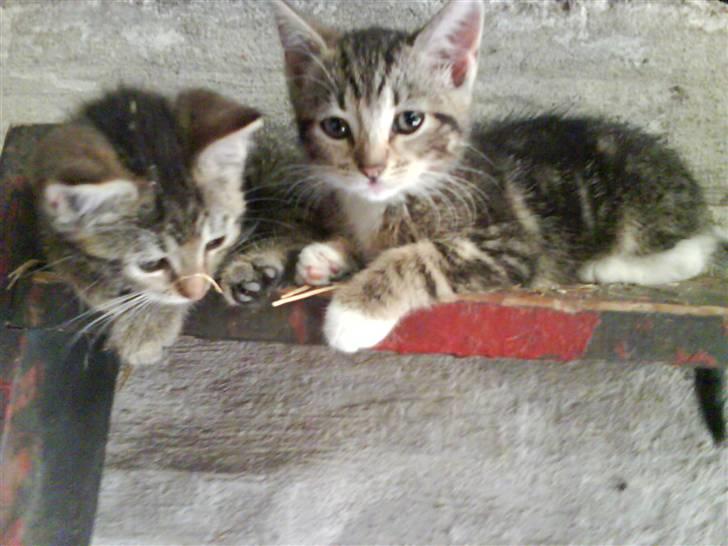 Blanding af racer frøken joey R.I.P. :'( - mig og fru jørnsen :o) billede 18