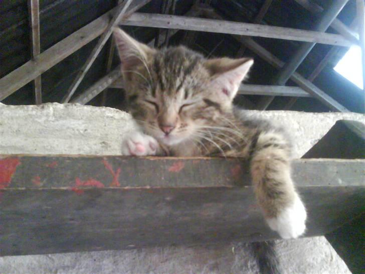 Blanding af racer frøken joey R.I.P. :'( billede 19