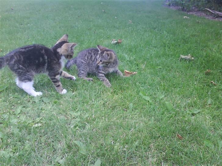Blanding af racer frøken joey R.I.P. :'( - er du med på fis og ballade fru jørnsen..? billede 20