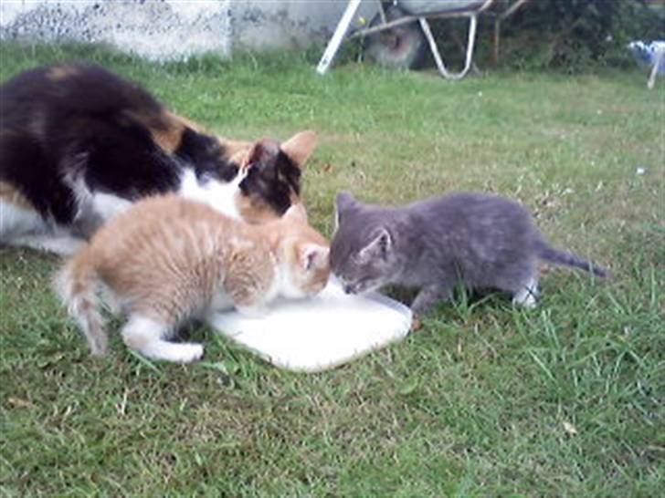 Huskat kinkey billede 9