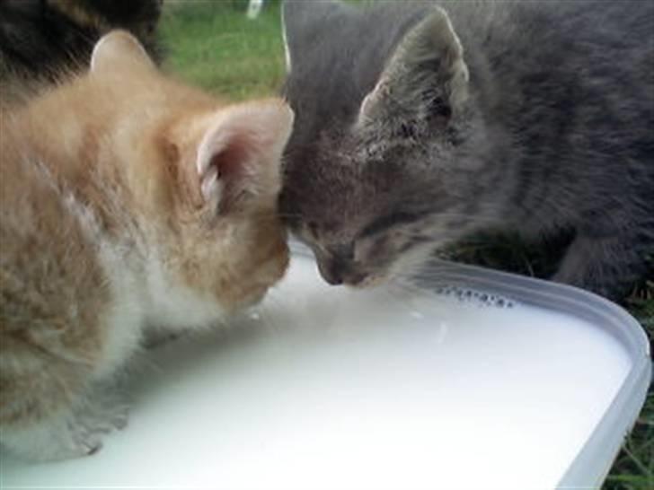 Huskat kinkey billede 10