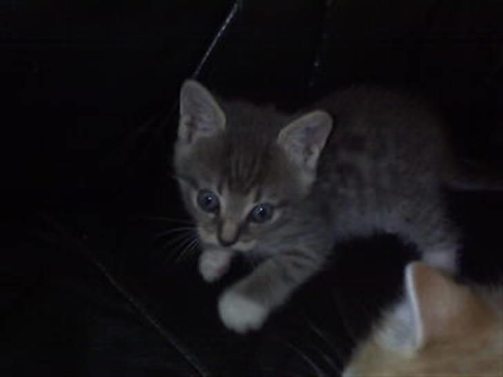 Huskat kinkey billede 11