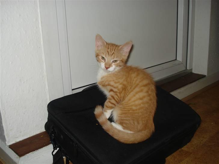 Huskat basse billede 3
