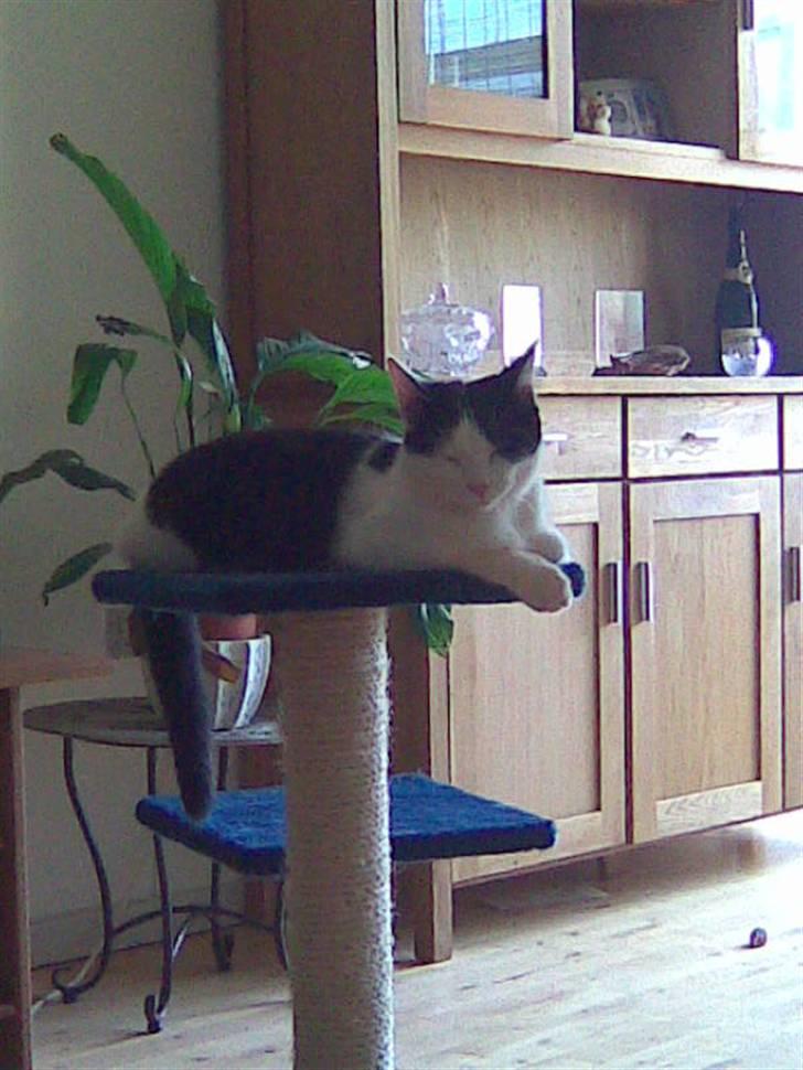 Huskat Pjevs - Det var hårdt for hende af have min mor og stedfar på besøg, det var første gang de så hende siden de fandt hende.. billede 1