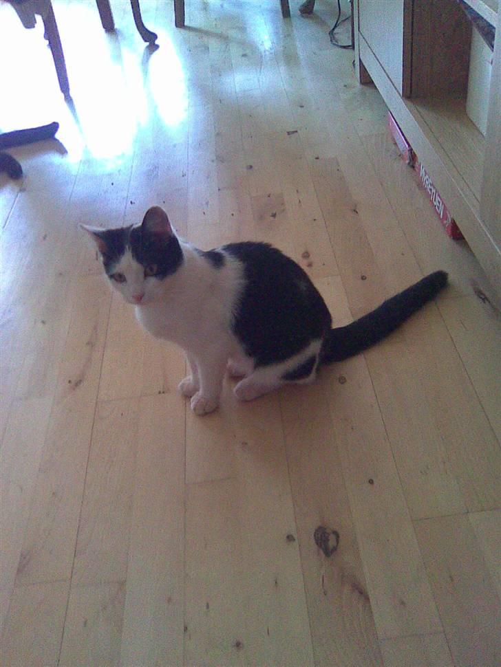 Huskat Pjevs - så er hun klar til at lege billede 2