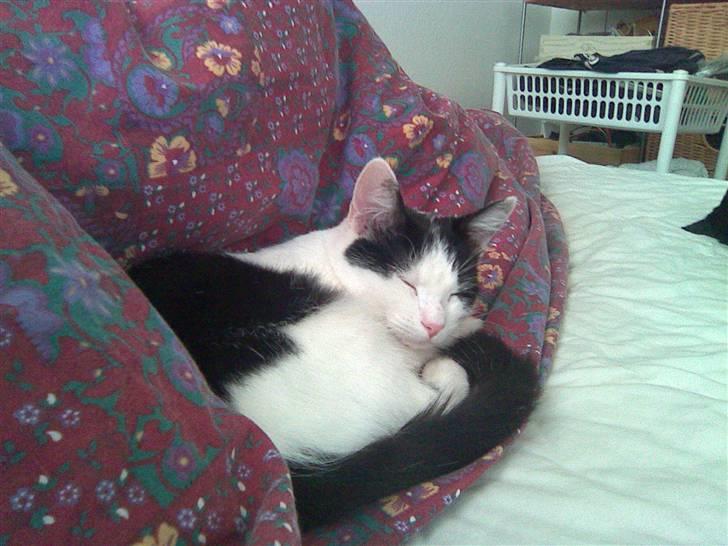 Huskat Pjevs - Puttegrisen, der lå hun hele natten, så vende sig det kunne man ikke.. :) billede 3