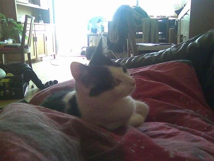 Huskat Pjevs - Så feder vi den igen... billede 5