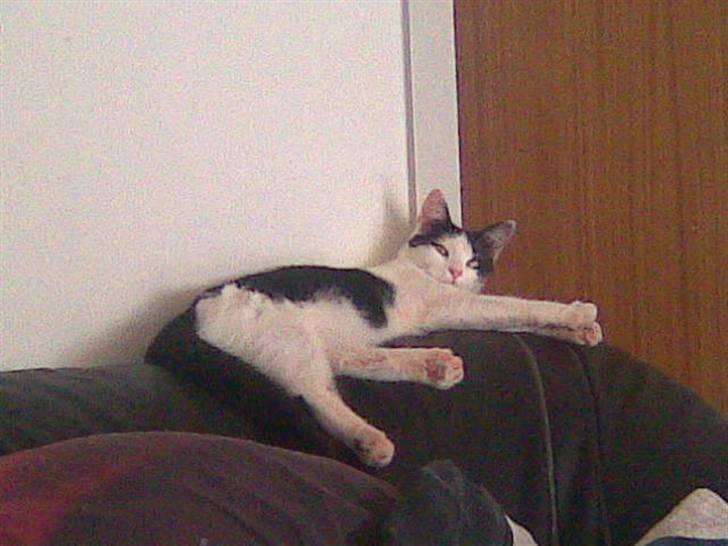 Huskat Pjevs - Her ligger hun godt... billede 6