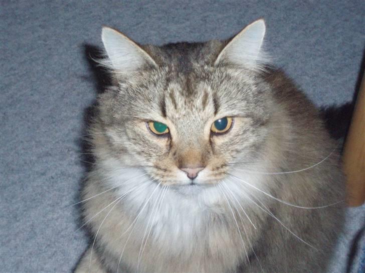 Maine Coon Findus billede 3