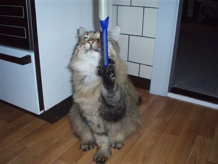 Maine Coon Findus - Vil du lege eller hva... :D billede 5