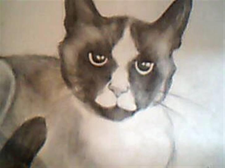 Blanding af racer Dronningen <3 ;D billede 18