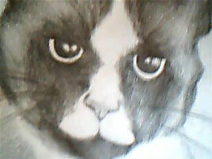 Blanding af racer Dronningen <3 ;D - her er der et portræt af min  "lille" store mis som er tegnet af lærke (min nabo :p )  billede 20