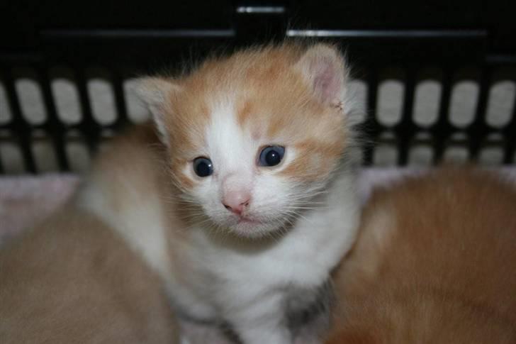 Huskat sunchine - Lille sunchine før jeg fik hende billede 10