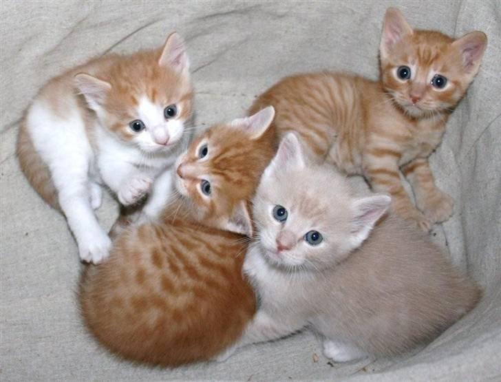 Huskat sunchine - suchine sammen med sine søskende. billede 11