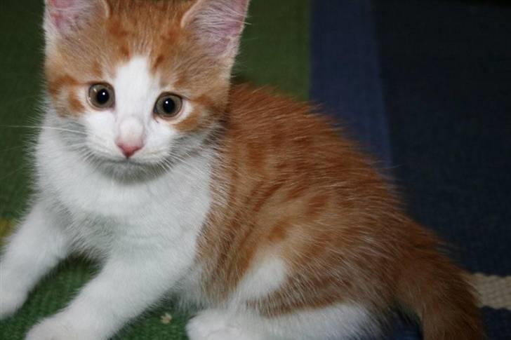 Huskat sunchine - sunchine billede 12