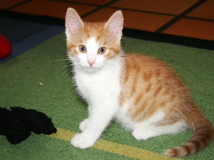 Huskat sunchine - smukke sunchine billede 13