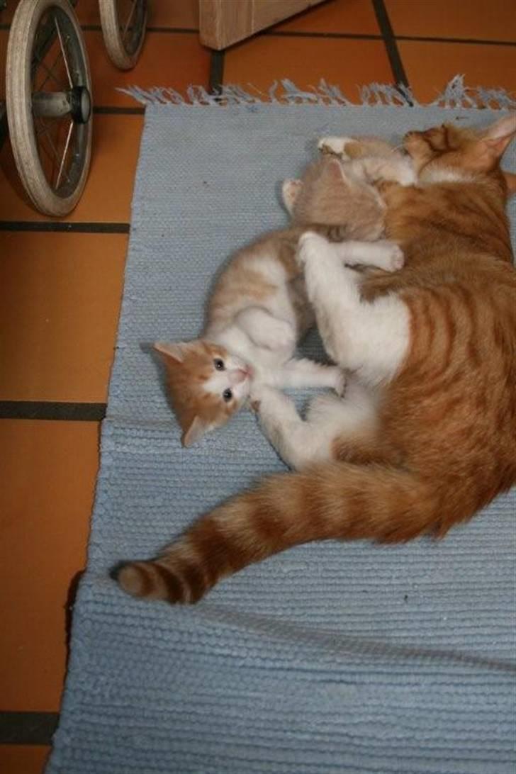 Huskat sunchine - suchine sammen med sin mor billede 14