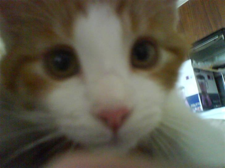 Huskat sunchine - smukke sunchine billede 15