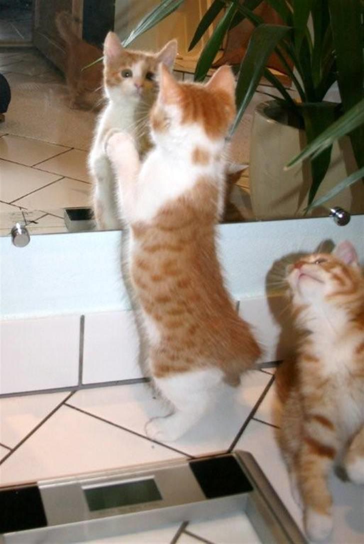 Huskat sunchine - Mil lille nuller sunchine billede 16