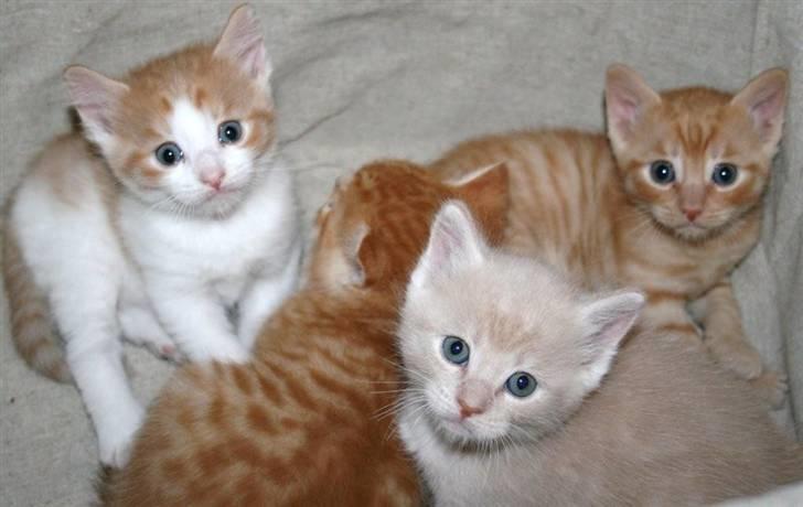 Huskat sunchine - sammen med sine søskende billede 17