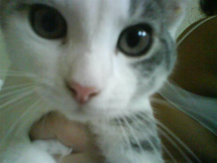 Huskat Princess - før jeg fik hende billede 10